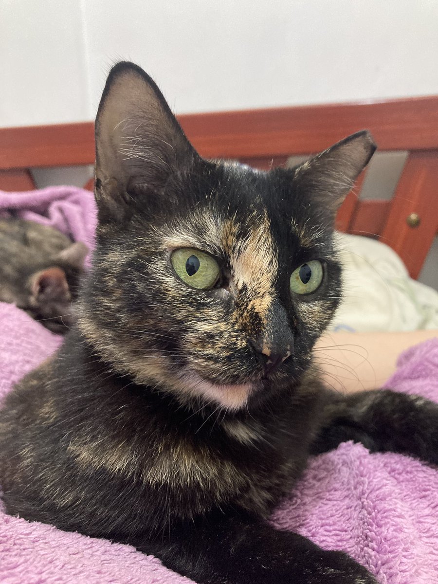 gabilanzillotti's tweet photo. Acá un hilo de todos los gatos que tenemos en casa. Empezaré por catmandu, llegó en 2021 (creo) estaba pequeña y persiguió a mi mamá hasta la casa, se quedó conmigo. https://t.co/ONVbqQTk3y