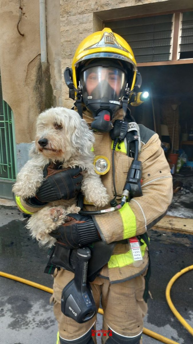bomberscat's tweet photo. @semgencat Un dels gossos rescatats ha inhalat fum a l'interior i la policia local s'ha fet càrrec d'ell. L'altre ha resultat il·lès i s'ha quedat amb la família. 

#bomberscat https://t.co/ZciKLpCefh