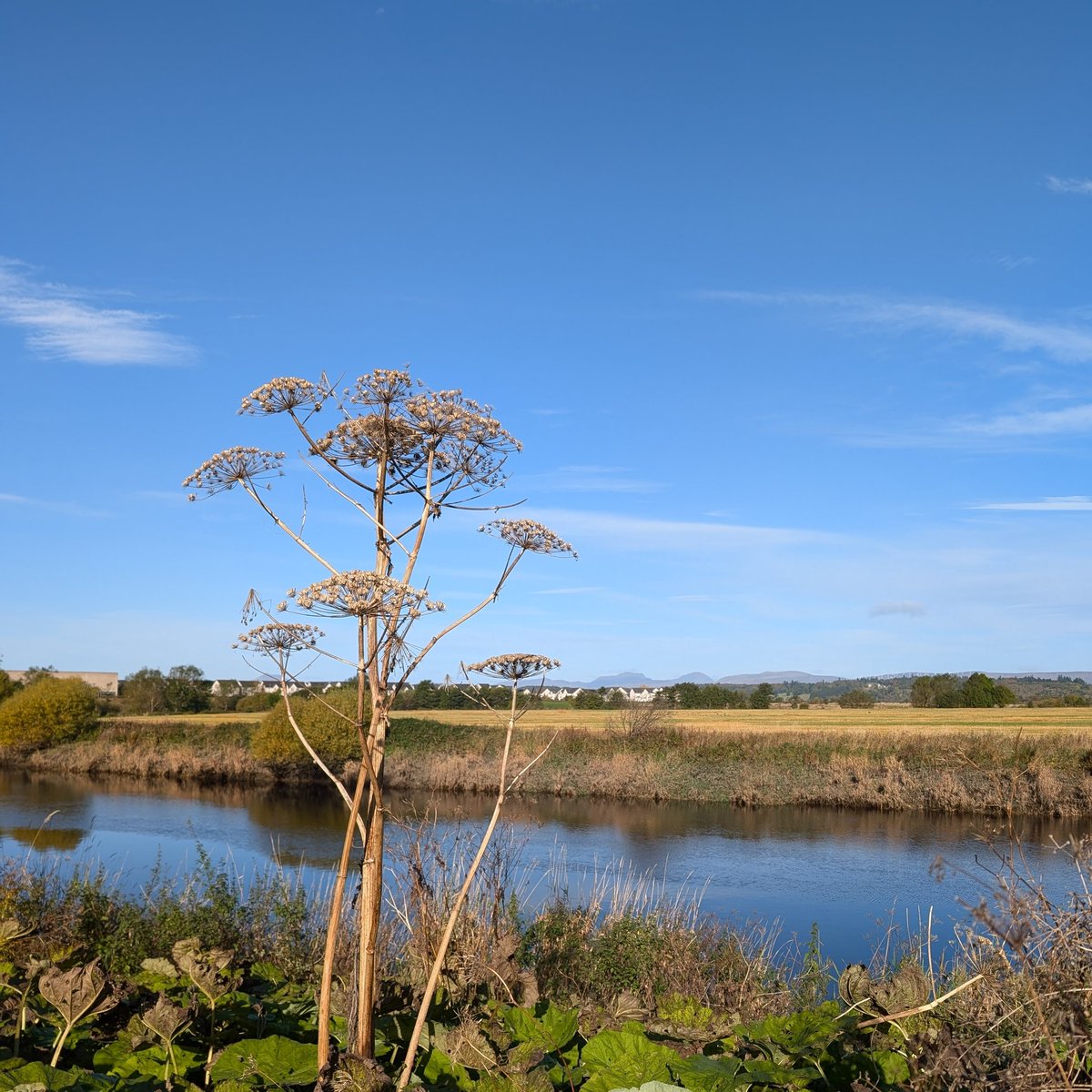 ruthwrightINNS's tweet photo. Teaching today on a field trip around Raploch... A riverside walk is the perfect opportunity to turn a conversation about green and blue spaces with the undergrads towards the topic of invasive species 😂 https://t.co/xWblV3BzIz