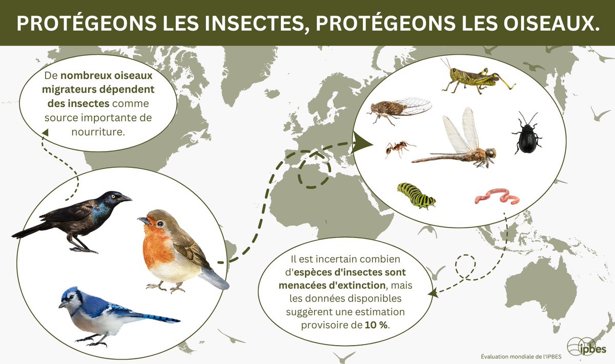 🐛La perte et la perturbation des insectes sur les sites de reproduction et les routes migratoires menacent survie &amp; bien-être des oiseaux.

Protéger les insectes = protéger les oiseaux.

Pour la #JournéeMondialedesOiseauxMigrateurs, découvrez-en + avec l'infographie de <a href="/IPBES/">ipbes</a>.⤵️