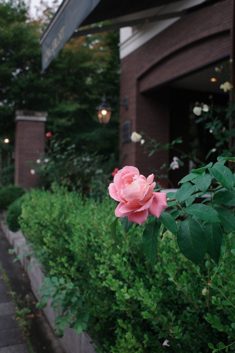 洋館に咲く薔薇。

#gr3 #photograph