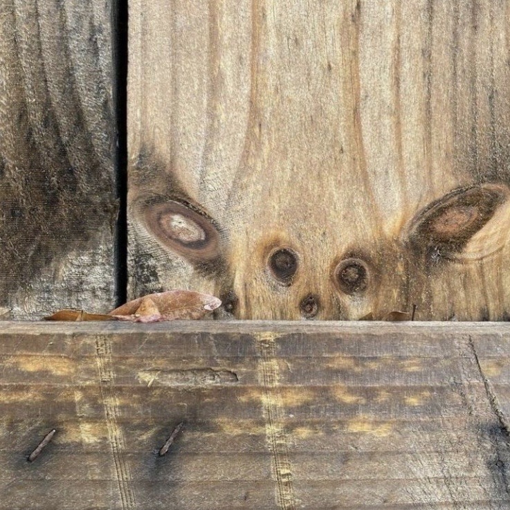 DOG IN WOOD tweet media