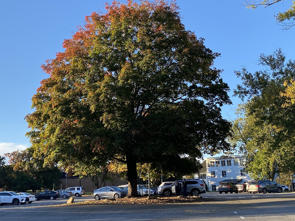 Fall leaves under that big, beautiful tree in the Lower School/Scott House parking lot (you know the one). The leaves are juuuust starting to turn!