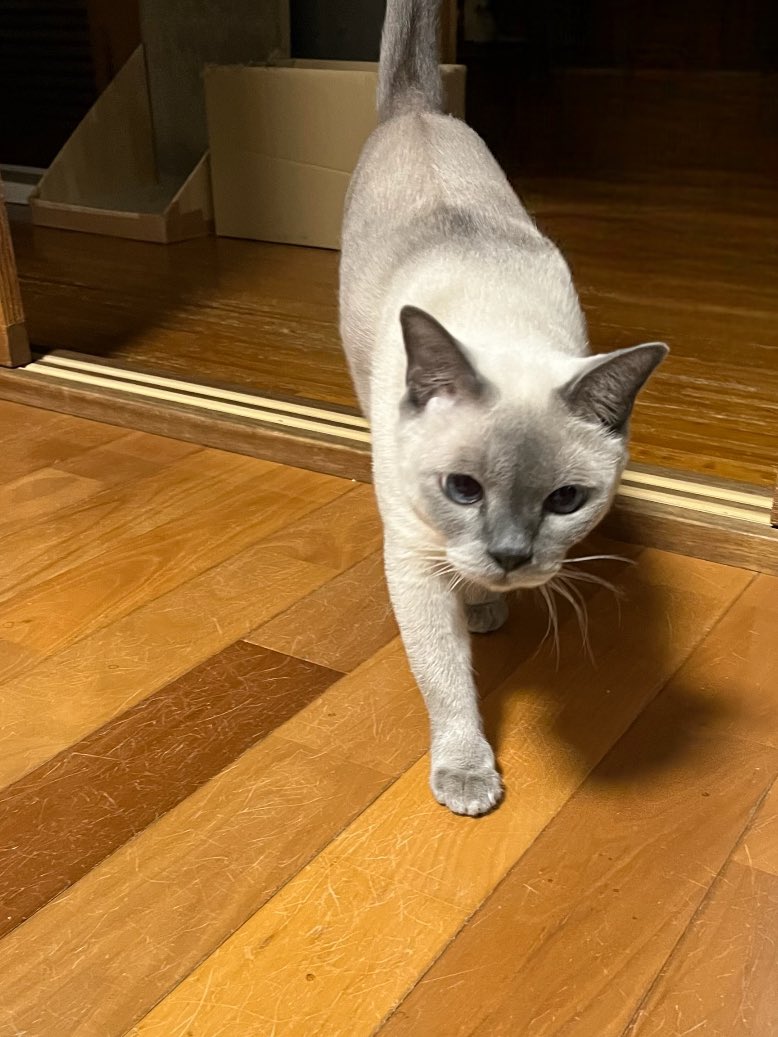 onoo6's tweet photo. 月曜日にこやつに軽くだが唇を噛まれて、擦り傷くらいな感じだったもんで放置してたら昨日からズンズンと痛みが…猫に噛まれると良くないと知ってたので病院へ、先生が来院してくれてよかったと強めの抗生物質を処方された。
しっかり服用して治します。
イチャイチャも程々にしないとな～😅 https://t.co/hmCxTA3XD8