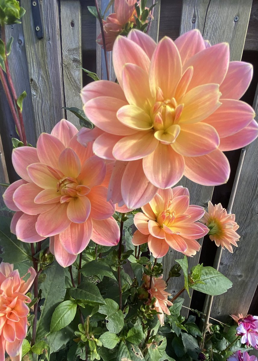 🌻David A Bradshaw (@caledoniablooms) on Twitter photo 