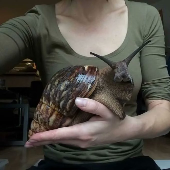Animales más extraños del mundo:

¡Es increíble que existan! 😱

1. Caracol gigante Africano.