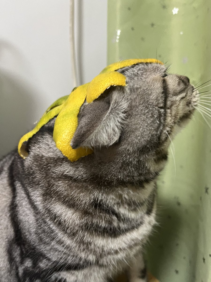 晚上好呀呀呀