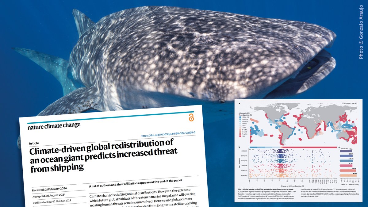 WildCRU, Oxford (@wildcru_ox) on Twitter photo Whale shark distributions are predicted to shift up to 1,000 km by 2100, due to climate change, putting them at increased risk of collisions with global shipping.
Read the new paper co-authored by <a href="/llsousa84/">llsousa.bsky.social</a> and colleagues 👉 nature.com/articles/s4155… Whale shark distributions are predicted to shift up to 1,000 km by 2100, due to climate change, putting them at increased risk of collisions with global shipping.
Read the new paper co-authored by <a href="/llsousa84/">llsousa.bsky.social</a> and colleagues 👉 nature.com/articles/s4155…