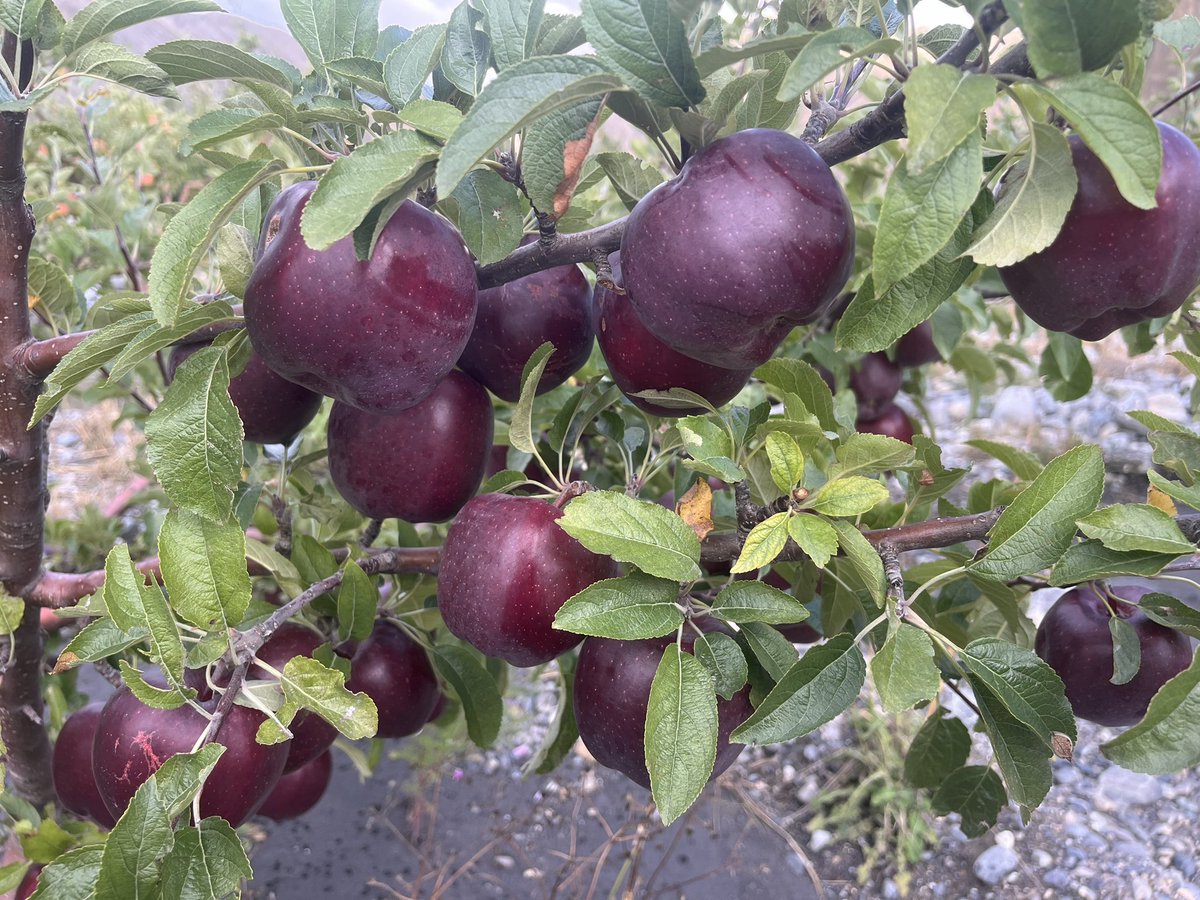 DewaApples's tweet photo. Dewa Apples 2024, Mustang https://t.co/Ygjwe9Nd7p