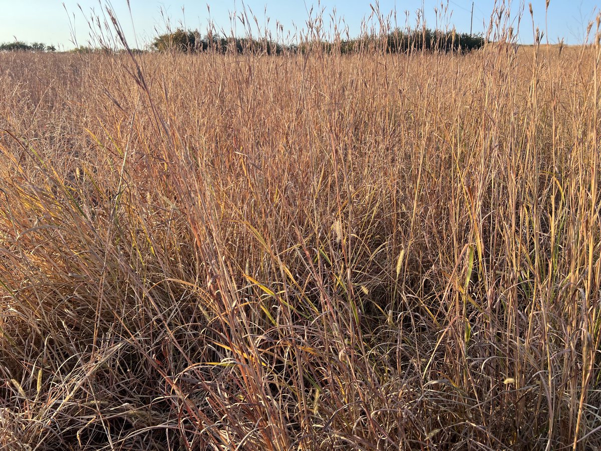 Sure hoping next year’s calving pasture doesn’t ignite!
  I think things are alittle cured out right now🥴