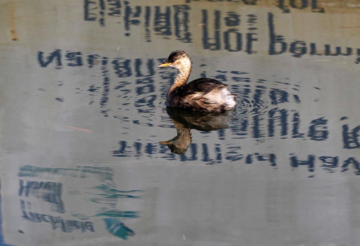 Titchfield Haven NNR- Hampshire County Council (@titchfieldhaven) on Twitter photo This lovely photo captures the reflections of a Little Grebe fishing in front of our TH sign (TH library- Chrissie Whiffen). Also seen today: 2 Gt White Egret, Peregrine Falcon, Red Kite, Marsh Harrier, Water Rail & 12 Eider offshore <a href="/hantsconnect/">Hampshire County Council</a> <a href="/HOSbirding/">Hampshire Ornithological Society</a> <a href="/HantsIWWildlife/">Hampshire & Isle of Wight Wildlife Trust</a> This lovely photo captures the reflections of a Little Grebe fishing in front of our TH sign (TH library- Chrissie Whiffen). Also seen today: 2 Gt White Egret, Peregrine Falcon, Red Kite, Marsh Harrier, Water Rail & 12 Eider offshore <a href="/hantsconnect/">Hampshire County Council</a> <a href="/HOSbirding/">Hampshire Ornithological Society</a> <a href="/HantsIWWildlife/">Hampshire & Isle of Wight Wildlife Trust</a>