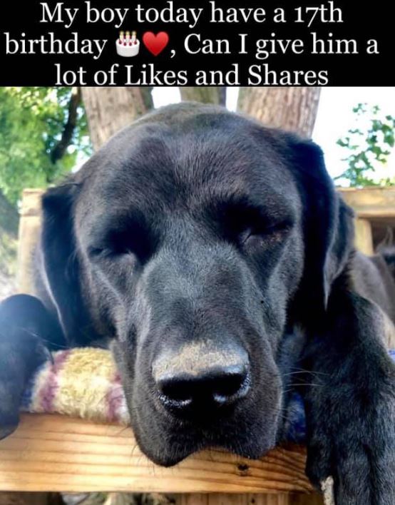 Tweets of Dogs (@tweeetsofdogs) on Twitter photo 