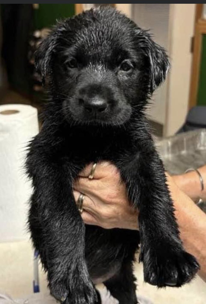 We’re under full kitchen renovation and getting our new puppy tomorrow. This should be fun 😳