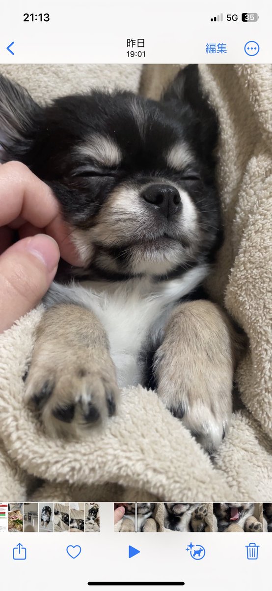 #天使すぎる写真を1枚選んで無言で貼る