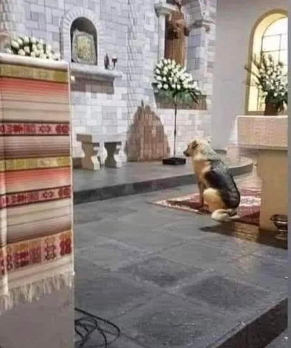 SecretFire79's tweet photo. The dog in the photo was trained to identify and find life after earthquakes. His posture and the fact of staying fixed as seen in the image is the posture that tells the rescuer that there is life in that place...

"On the evening of the last day of his October 1995 visit to the United States, John Paul II was scheduled to greet the seminarians at Saint Mary's Seminary in Baltimore.

It had been a very full day that began with a Mass at Oriole Park in Camden Yards, a parade through downtown streets, a visit to the Basilica of the Assumption, the first cathedral in the country, lunch at a local soup kitchen run by Catholic Charities; a prayer service at the Cathedral of Mary Our Queen in North Baltimore; and finally a quick stop at Saint Mary's Seminary.
The schedule was tight so the plan was simply to greet the seminarians while they stood outside on the steps.

But the Pope made his way through their ranks and into the building. His plan was to first make a visit to the Blessed Sacrament.

When his wishes were made known, security flew into action.

They swept the building paying close attention to the chapel where the Pope would be praying.

For this purpose highly trained dogs were used to detect any person who might be present.

The dogs are trained to locate survivors in collapsed buildings after earthquakes and other disasters. These highly intelligent and eager dogs quickly went through the halls, offices and classrooms and were then sent to the chapel.

They went up and down the aisle, past the pews and finally into the side chapel where the Blessed Sacrament is reserved.

Upon reaching the tabernacle, the dogs sniffed, whined, pointed, and refused to leave, their attention riveted on the tabernacle, until called by their handlers.

+++They were convinced that they discovered someone there +++

We Catholics know they were right. They found a real, living Person in the tabernacle🇻🇦