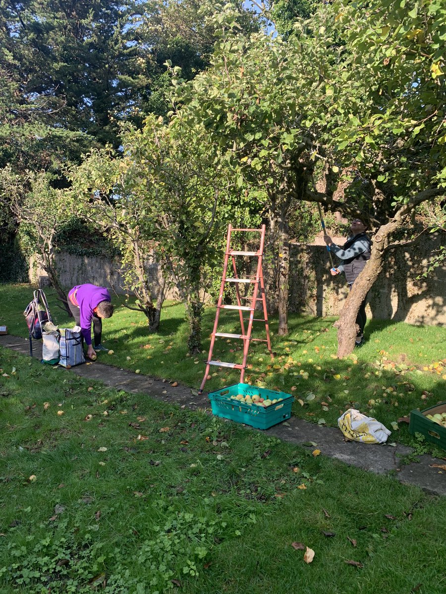 fallingfruit_ie's tweet photo. 🍎Beautiful weather for our Dundrum apple pick, thanks to donors Caroline and Max. Our wonderful harvesters, Deirdre and Sue, gave so generously of their time and energy to support food charities. Huge thanks to all involved 🍎💚🍎 https://t.co/T2vxKjIO77