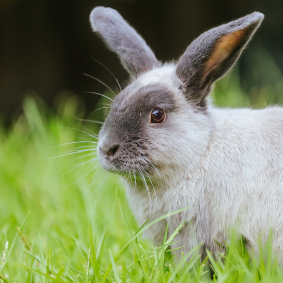 It used to be thought that genes &amp; environment forces species evolution but the evolutionary impact of social interactions has not been systematically measured before.

Until now! Evidence shows creatures are influenced by their peers!

Read more here: abdn.io/111