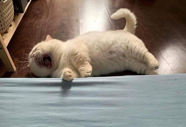 nocontextscats's tweet photo. AAAAAAAAAAA https://t.co/tvEfJVGmhw