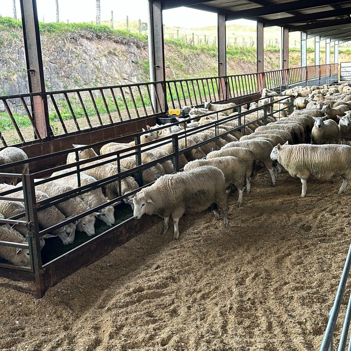Breed for CH4nge (@breedforch4nge) on Twitter photo It’s been a busy couple of weeks for the project.
At Southfield, the <a href="/InnovisLtd/">Innovis Ltd</a> team have been training ram lambs to eat grass nuts in preparation for measuring their feed efficiency over the next couple of months. It’s been a busy couple of weeks for the project.
At Southfield, the <a href="/InnovisLtd/">Innovis Ltd</a> team have been training ram lambs to eat grass nuts in preparation for measuring their feed efficiency over the next couple of months.