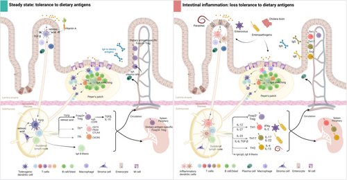 Society for Mucosal Immunology tweet media