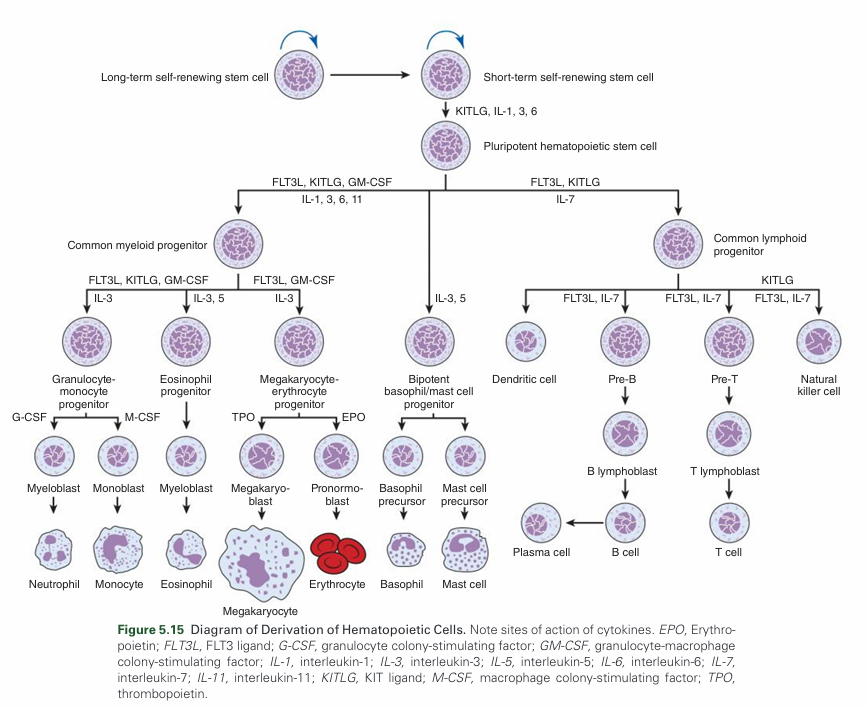 Ung nakakalito na Hema

Then Rodaks 7th ed drop this "Bipotent Basophil/Mast cell" Progenitor :D