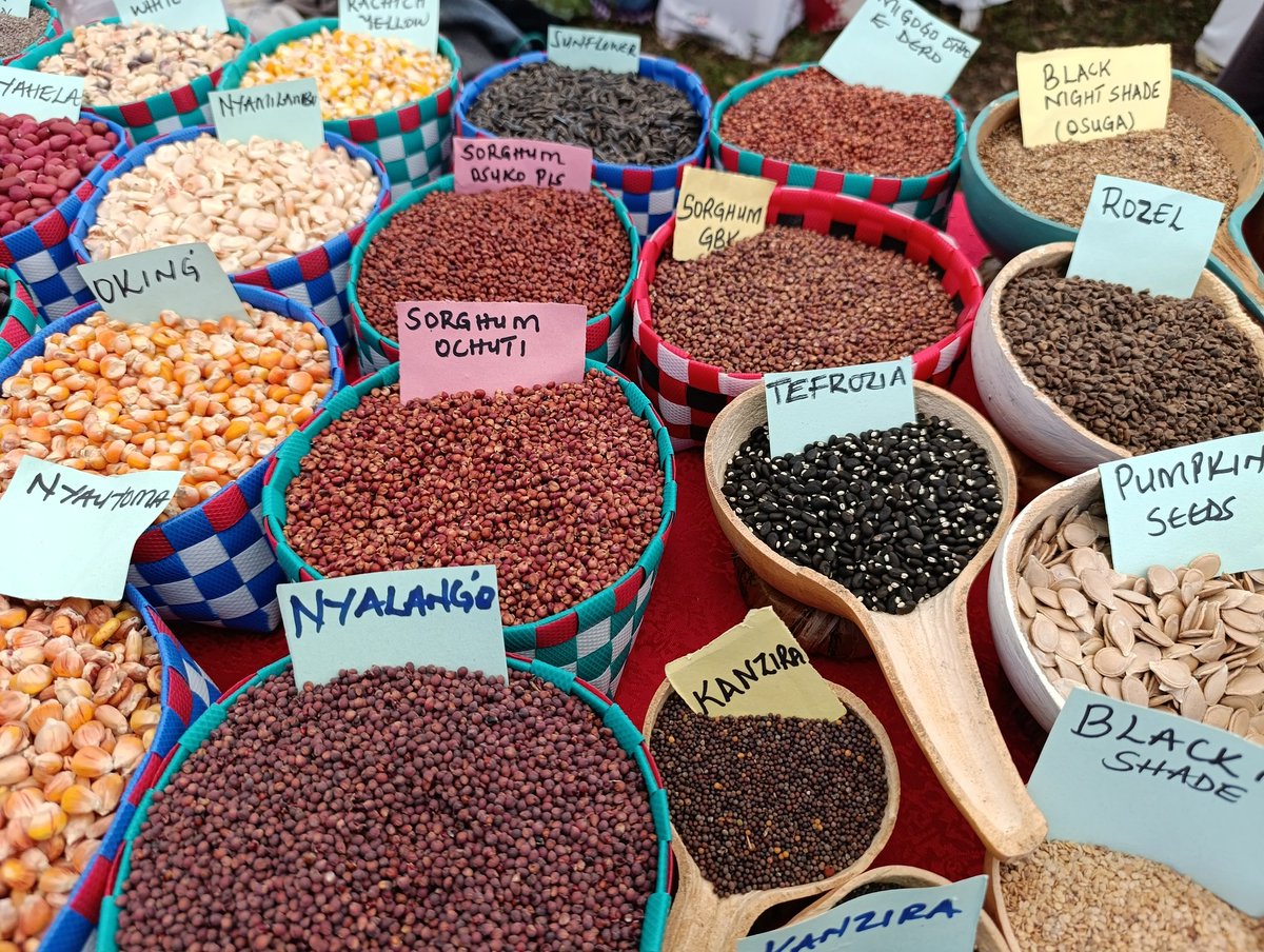 annenjiku's tweet photo. BIBA Kenya is proud to have Chaired the successful hosting of the 3rd Indigenous Seeds and Food Culture Harvest Fair in Nyakach, Kisumu County. #kulakienyeji https://t.co/weUT7VZEp3