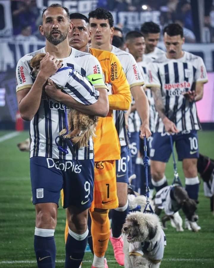 PeruScanpe's tweet photo. 🔵🟣📣📣JUGADORES DE ALIANZA LIMA PROMUEVEN LA ADOPCIÓN DE PERRITOS SIN HOGAR 🐶🐾

A comienzos de 🌹septiembre el club 🇵🇪peruano, Alianza Lima, difundió la campaña ‘Corazón para adoptar’ mediante una 💻📱publicación en sus redes sociales. https://t.co/gN6VeLybh8