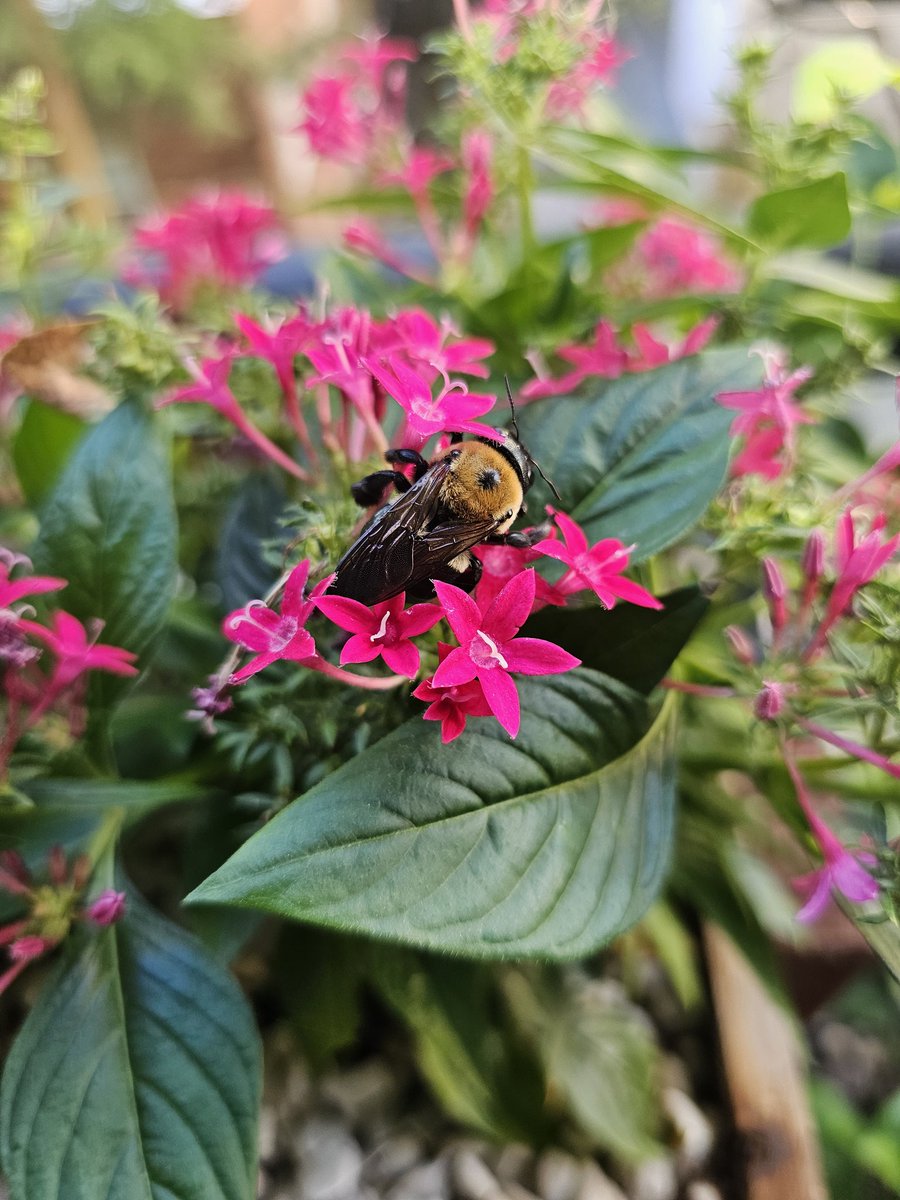 TheRichardCorey's tweet photo. I find this bee asleep in my flowers every morning. He usually gets up around 9am to start his day. https://t.co/sMon2JVmb7