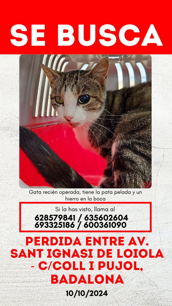 FAADAorg's tweet image. #AYUDA 🔴🐈 Se ha perdido una gata en Badalona, entre Av. Sant Ignasi de Loiola y C/ Coll i Pujol.

Por favor, si la veis ponte en contacto llamando por teléfono a estos números ⬇️⬇️

COMPARTE‼️