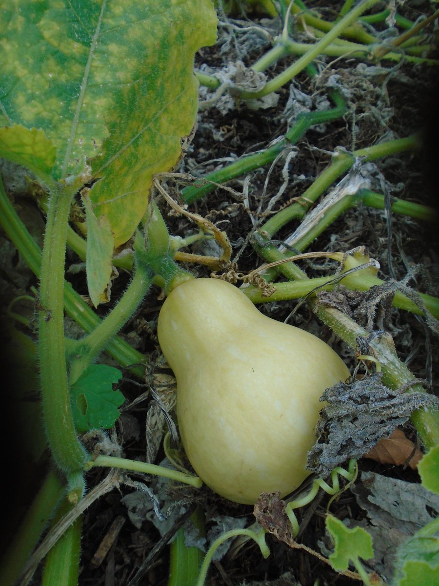 Greenway PS (@greenwayprimary) on Twitter photo Year 5 harvested this year's squashes ready to make soup. <a href="/GrowCardiff/">Grow Cardiff Tyfu Caerdydd</a> <a href="/TreesforCities/">Trees for Cities</a> Year 5 harvested this year's squashes ready to make soup. <a href="/GrowCardiff/">Grow Cardiff Tyfu Caerdydd</a> <a href="/TreesforCities/">Trees for Cities</a>