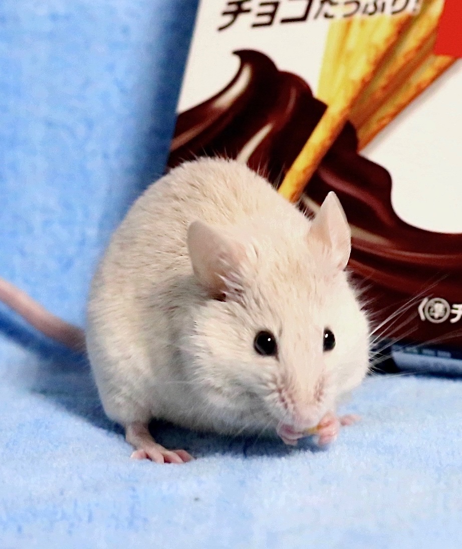 ギリギリセーフ！TOPPOの日でトッポくんとTOPPO✨（10月10日）

#mouse #お空のトッポくん
#トッポの日