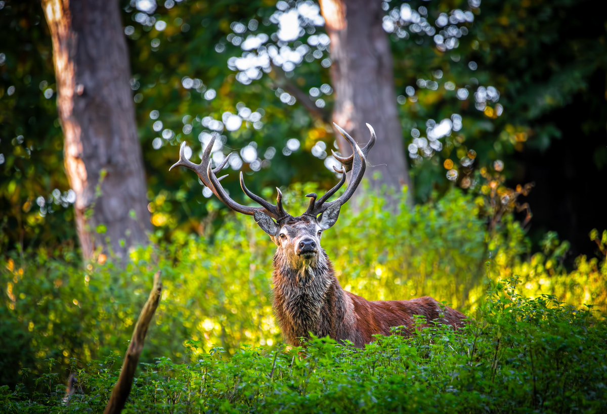My photo <a href="/tatton_park/">Tatton Park</a> - In the quiet moments when the world is painted in gold, the stag reminds us to pause and reflect on the beauty of life. #GoldenMoments #ChaseYourDreams #NatureInspiration #StagWisdom #Mindfulness