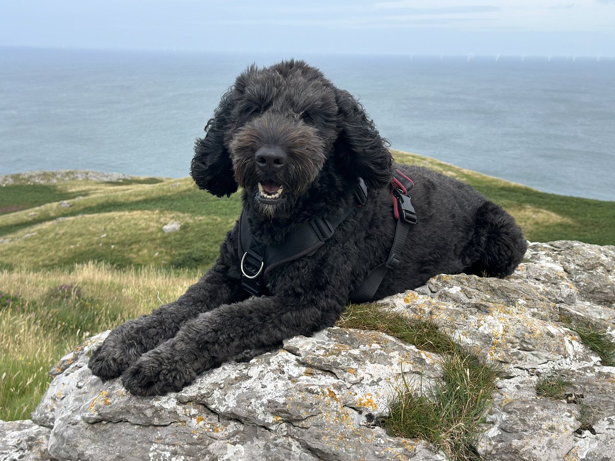 OBernedoodle's tweet photo. My trip to Wales 🏴󠁧󠁢󠁷󠁬󠁳󠁿 https://t.co/KE9g0sseVK