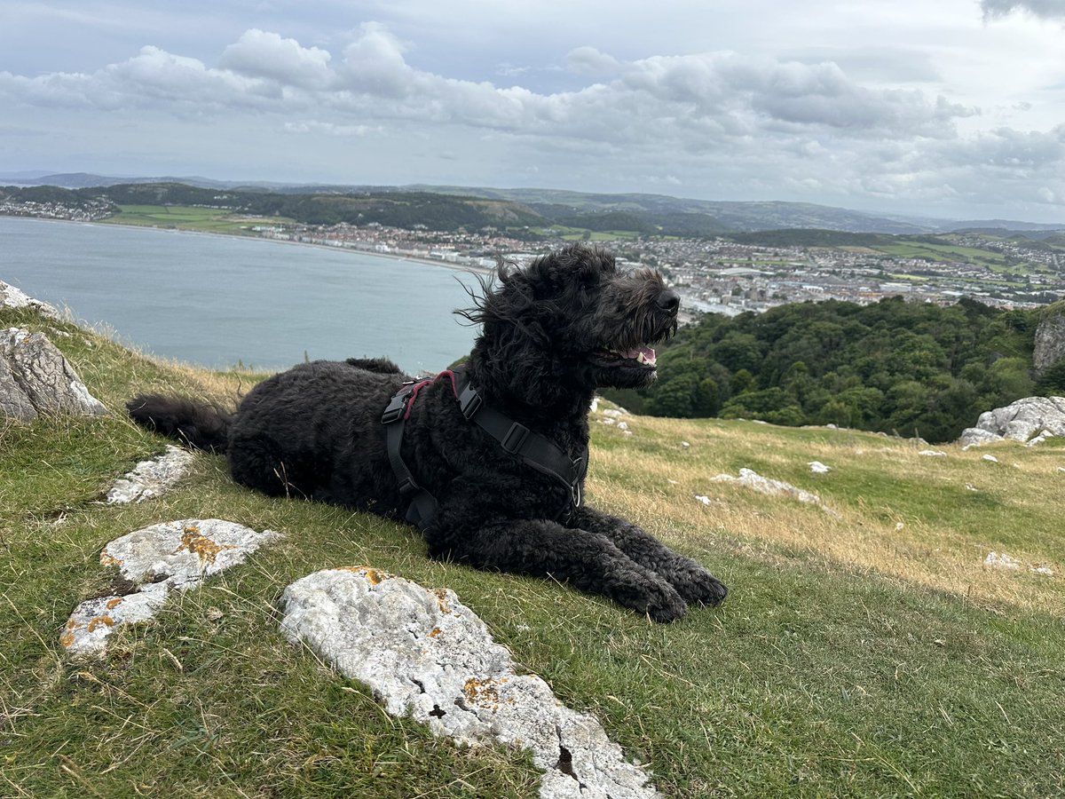 OBernedoodle's tweet photo. My trip to Wales 🏴󠁧󠁢󠁷󠁬󠁳󠁿 https://t.co/KE9g0sseVK