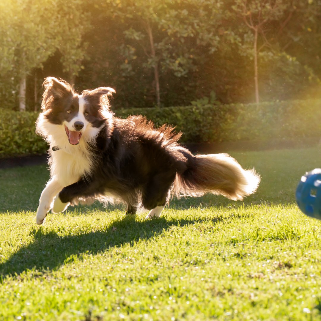 Keep them moving with ease! Our Air-dried recipes include ingredients to support joint health and mobility.🐕 #JointHealth #ActivePets #ZIWIPets