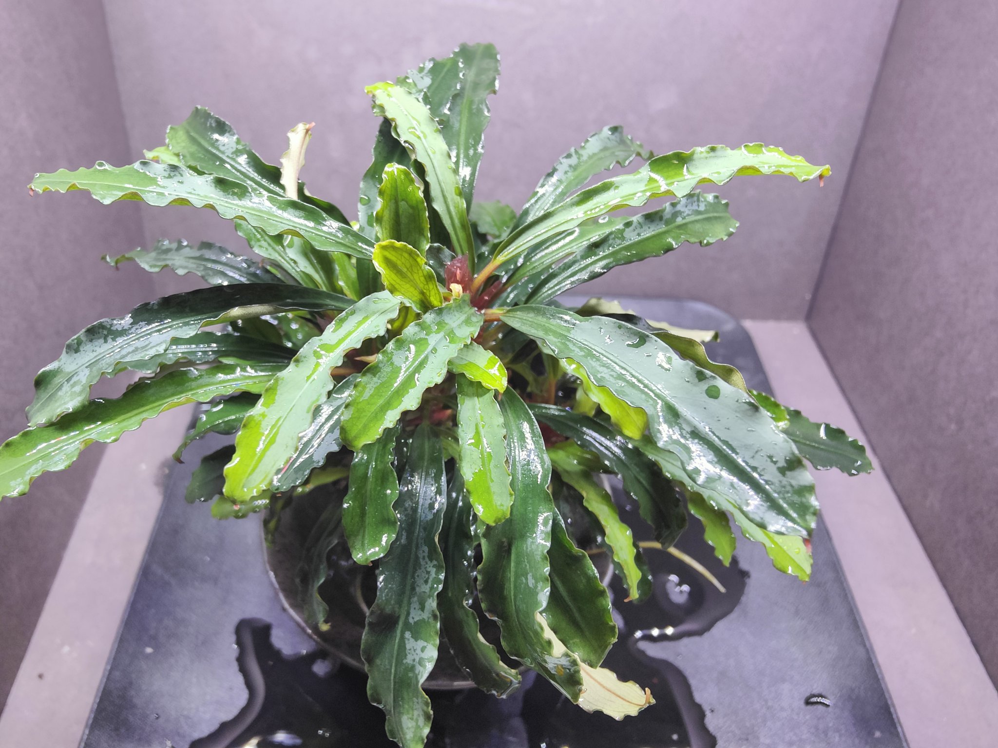 ブセファランドラ sp. パダワン1 【2010年】 水上株・1株限定