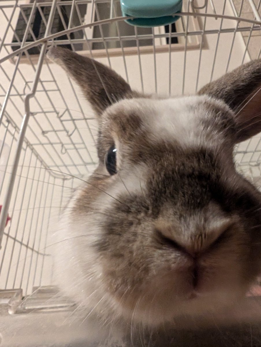 触れよ🐰
って圧が凄い🐰