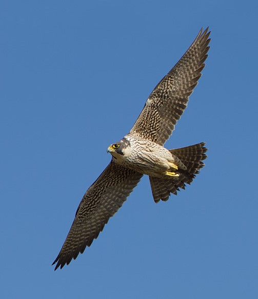 Peregrine found shot in notorious grouse moor area in Angus Glens.

FFS!

Appeal for information from Police Scotland 👇👇
raptorpersecutionuk.org/2024/10/10/per…