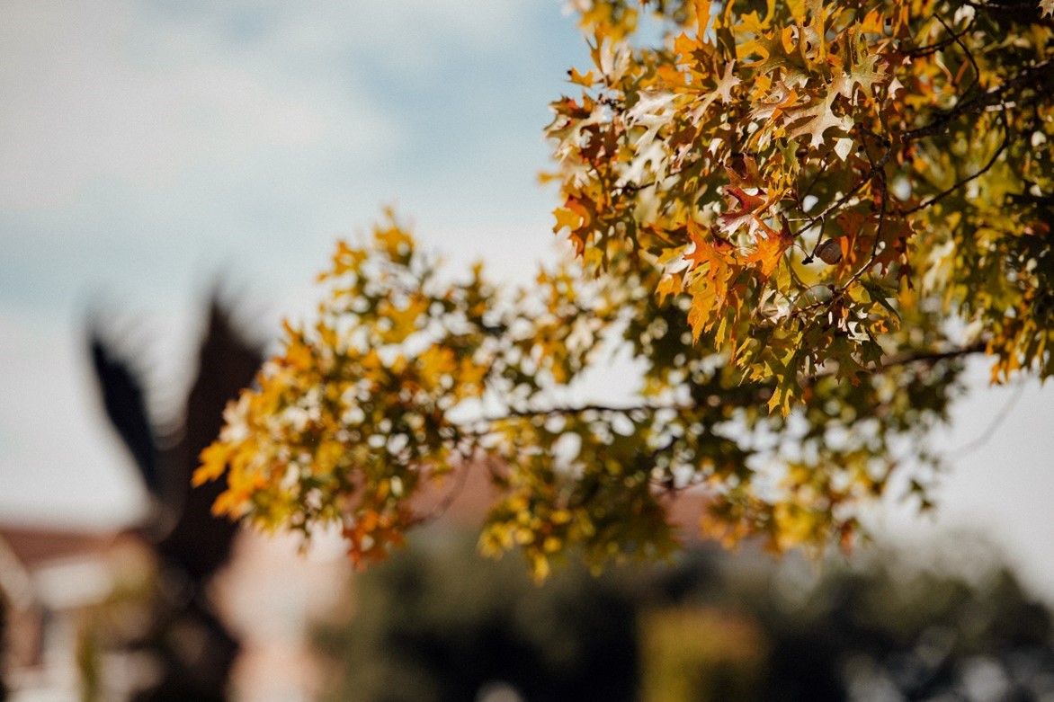 🍂 Fall feels 🍁 #SMTTT