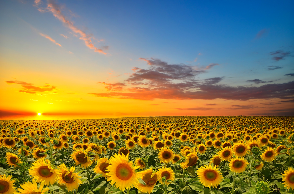 BethFratesMD's tweet photo. "Life is an adventure in forgiveness." Norman Cousins 🙏☀️🌻
#ThursdayThoughts #ThursdayMorning #ThursdayMotivation #IAM  #forgiveness #forgive https://t.co/XGN301tPvc