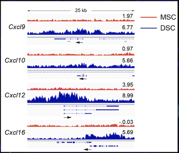 Asilomar Chromatin (@asilomarchroma) on Twitter photo Register now to see keynote speaker, Dr. Adrian Erlebacher <a href="/UCSF/">UC San Francisco</a> <a href="/immunox/">UCSF Bakar ImmunoX Initiative</a>, at the 46th International Annual Asilomar #Chromatin, #Chromosomes, & #Epigenetics Conference Dec 12-15, 2024! Abstracts due Oct 15 asilomarchromatin.com #AsilomarChromatin #ImmuneTolerance #pregnancy Register now to see keynote speaker, Dr. Adrian Erlebacher <a href="/UCSF/">UC San Francisco</a> <a href="/immunox/">UCSF Bakar ImmunoX Initiative</a>, at the 46th International Annual Asilomar #Chromatin, #Chromosomes, & #Epigenetics Conference Dec 12-15, 2024! Abstracts due Oct 15 asilomarchromatin.com #AsilomarChromatin #ImmuneTolerance #pregnancy
