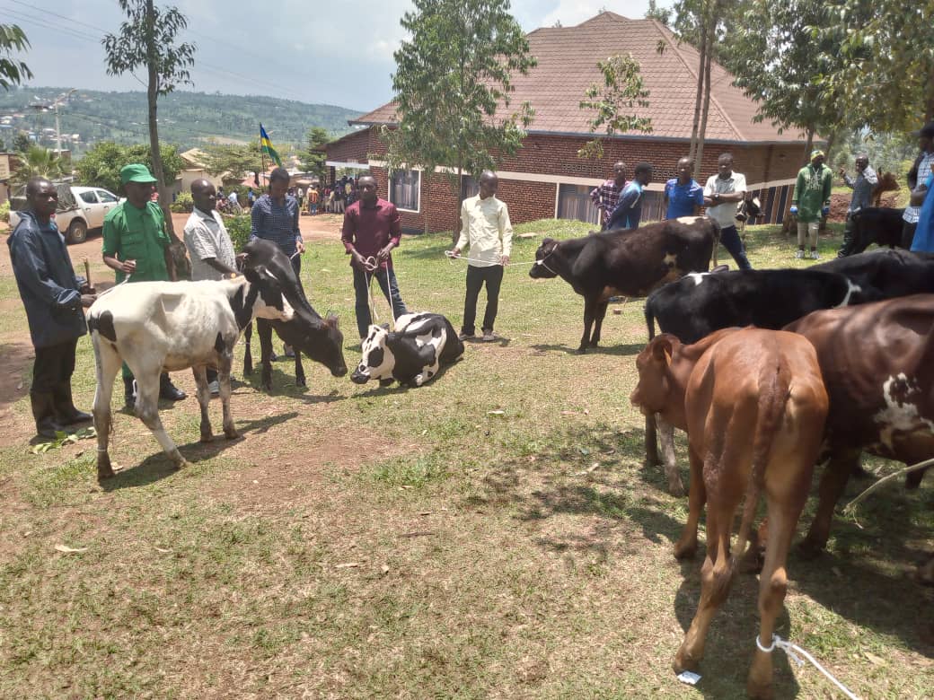 Uyu munsi Umunyamabanganshingwabikorwa w’Umurenge wa Rukomo arikumwe n’Inzego z’Umutekano boroje Imiryango 17 muri gahunda ya Girinka.