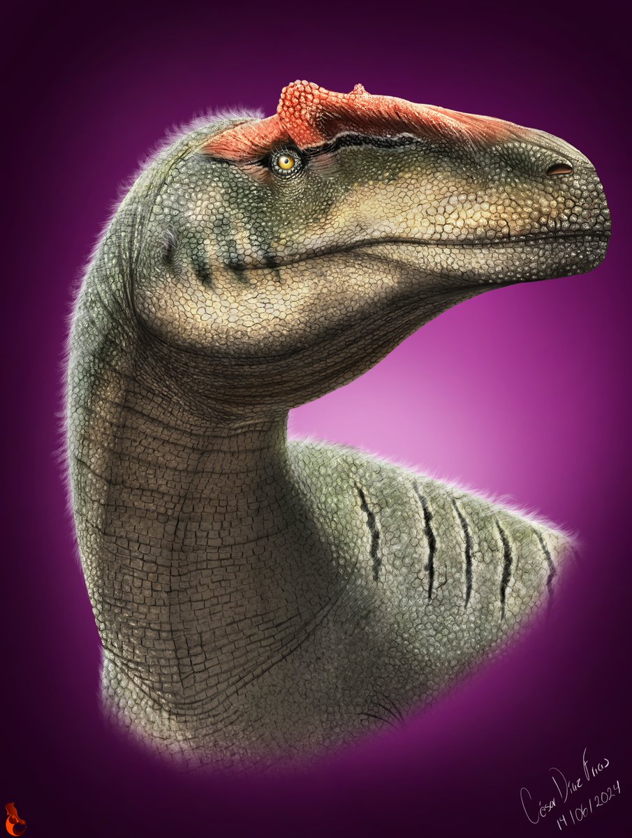 Portrait of Allosaurus jimmadseni.
Based on the Walking White Dinosaurs documentary.

#Allosaurus