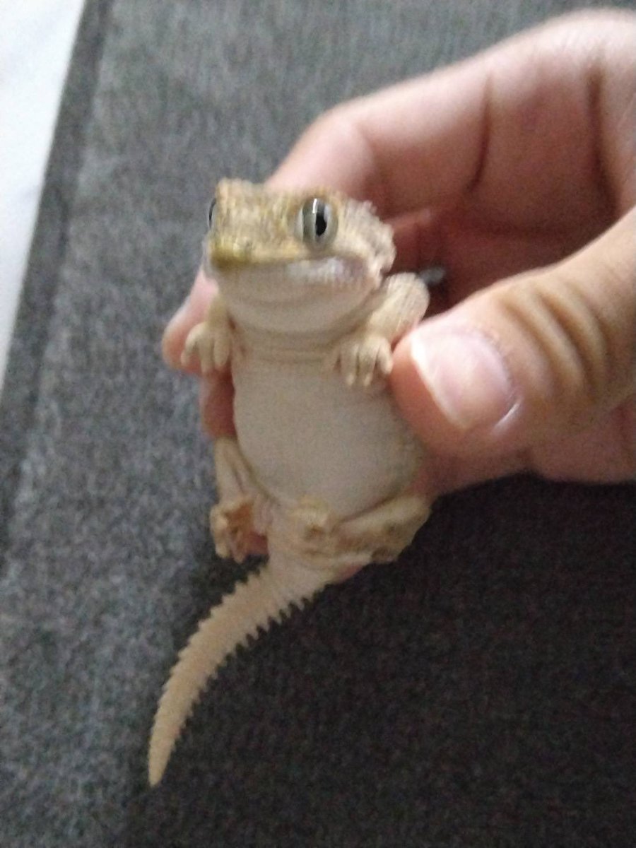 soxforkobolds's tweet image. dragons showing off their kobolds like this at gatherings