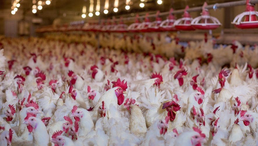 Après des millions d’animaux décimés pour cause de maladies depuis tant d’années, croire encore que l’antibiotique et le vaccin sont les solutions, alors que c’est l’élevage #industriel qui est incompatible avec la santé de l’animal et de ceux qui en mangent, est une faute grave.