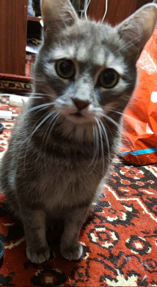 CapSkinRocket's tweet image. Бери кота...
Неси домой.