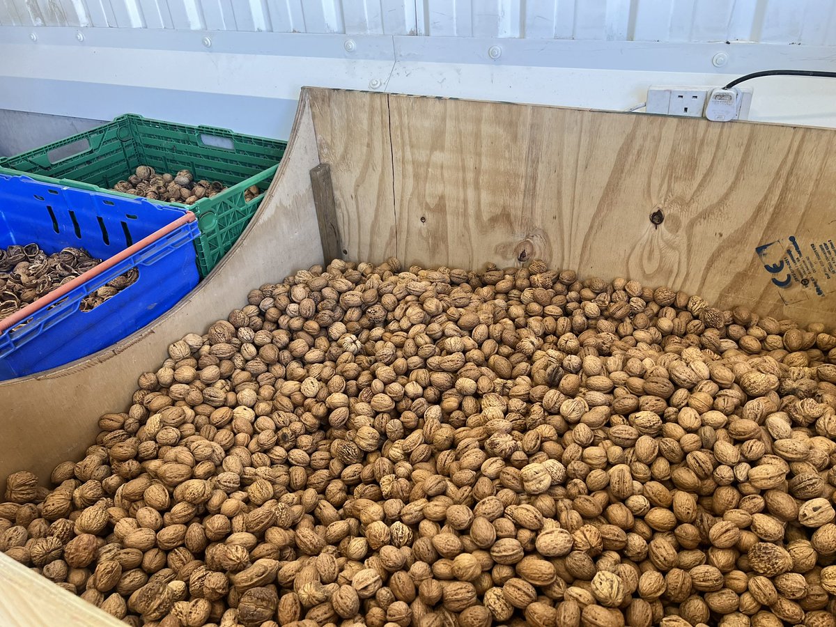 Wonderful day <a href="/SharphamPark/">Sharpham Park</a> finding out about their walnut harvest and the years and dedication that have gone into growing the trees #ukfarming #SustainableFarming #organic