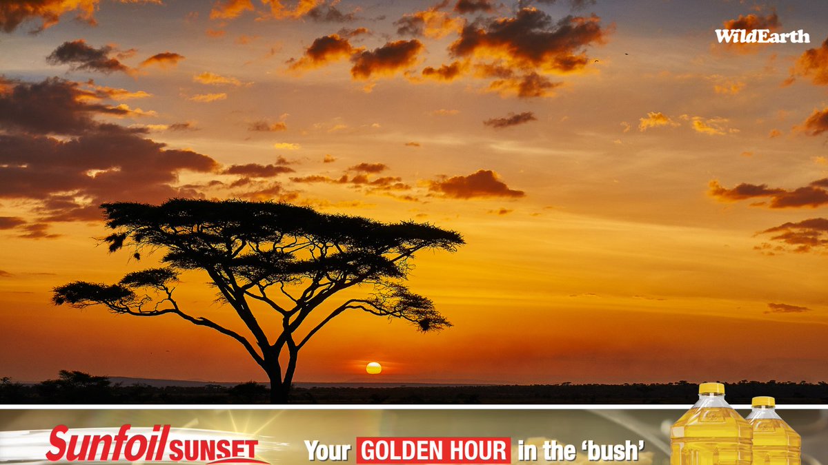WildEarth's tweet photo. The golden hour just got even brighter! A heartfelt thank you to Sunfoil for partnering with WildEarth to bring the beauty of nature closer to everyone.
Sunfoil Sunflower Oil - pure 100% sunflower oil made by the Willowton Group.
#wildearth
#sunfoil https://t.co/GuhDO4NPDt