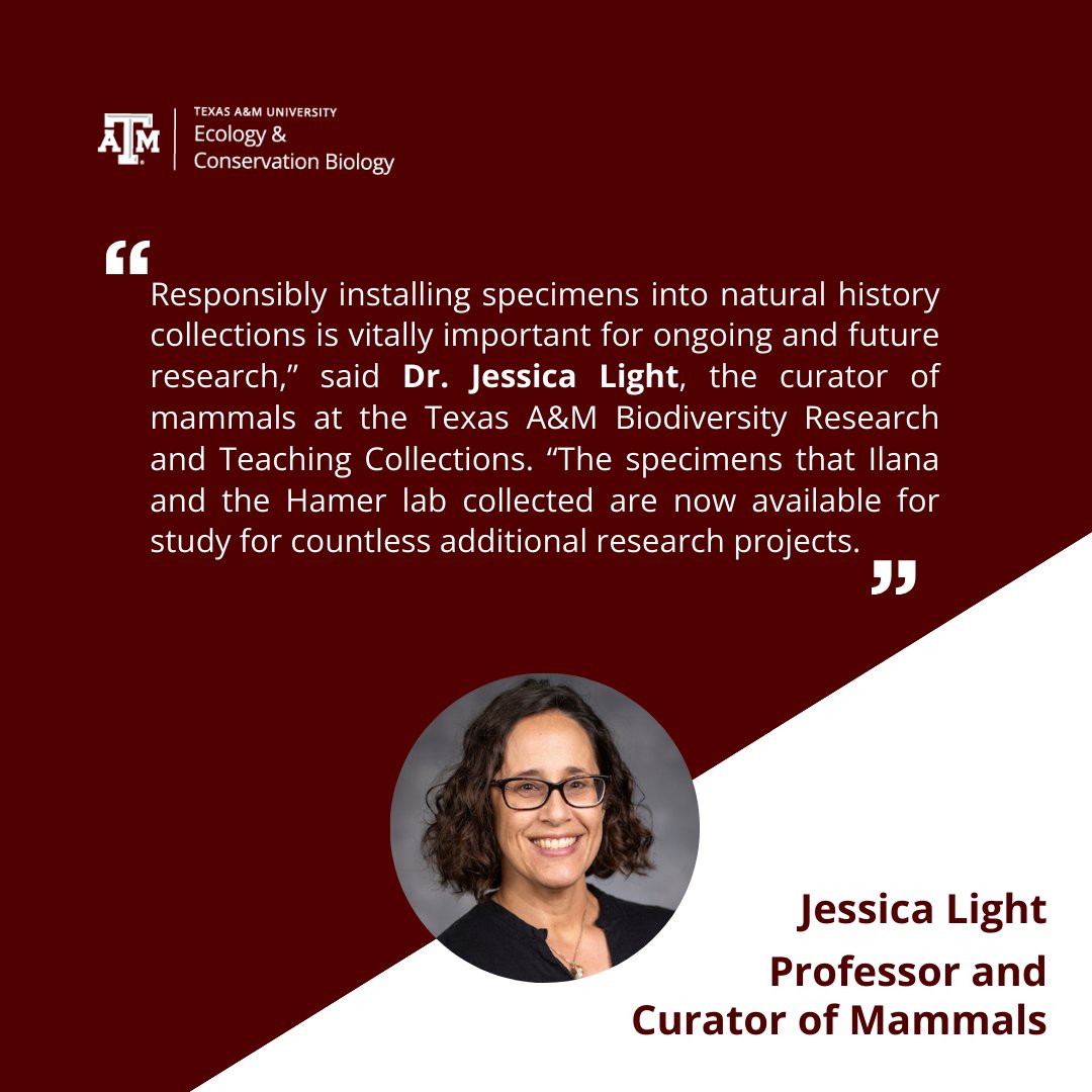 TAMU Ecology & Conservation Biology (@tamueccb) on Twitter photo Dr. Jessica Light (<a href="/je_light/">Jessica Light</a>) from the #tamueccb contributed to #research showing that Mexican free-tailed #bats are unlikely sources of Chagas disease in Texas. Specimens are housed at the BRTC.
#ecology #article
linktr.ee/eccbtamu Dr. Jessica Light (<a href="/je_light/">Jessica Light</a>) from the #tamueccb contributed to #research showing that Mexican free-tailed #bats are unlikely sources of Chagas disease in Texas. Specimens are housed at the BRTC.
#ecology #article
linktr.ee/eccbtamu