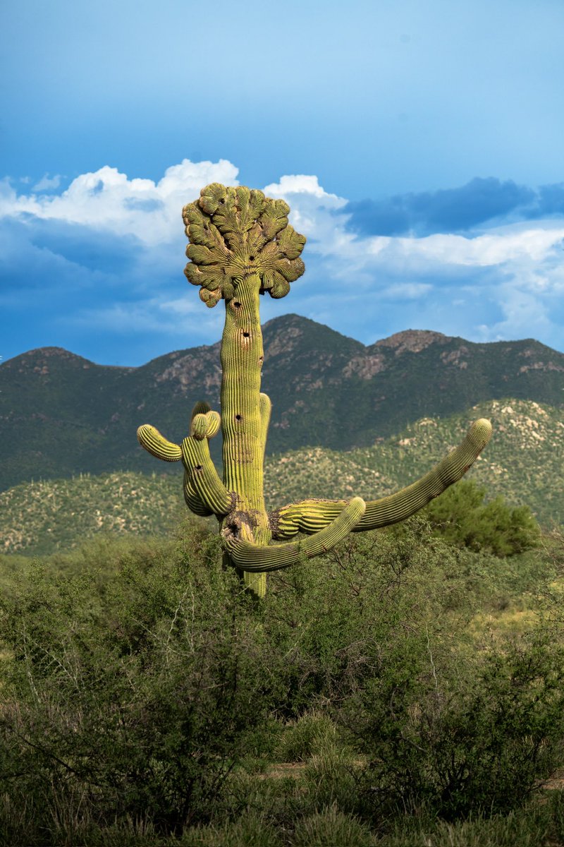 #dianacionaldelascactaceas El desierto de Sonora tiene una biodiversidad única en el mundo para este tipo de territorios, con una vegetación que comprende 500 especies de plantas vasculares; materiales xerófilos, chaparrales, matorrales arborescentes y halófilos costeros. SONORA